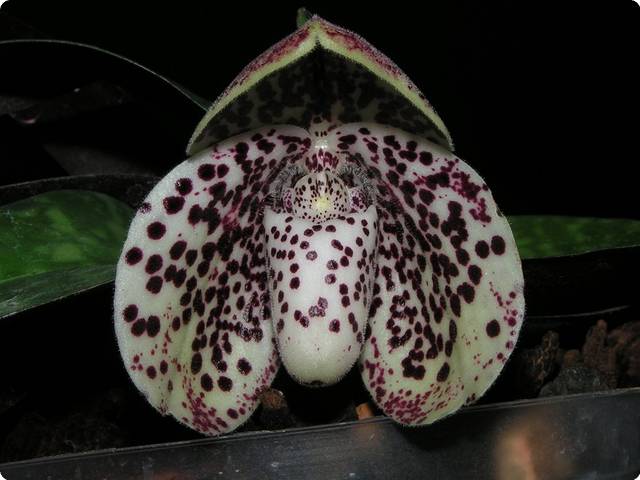 Paph. bellatulum x wilhelminae - Orchids from the Schwerter